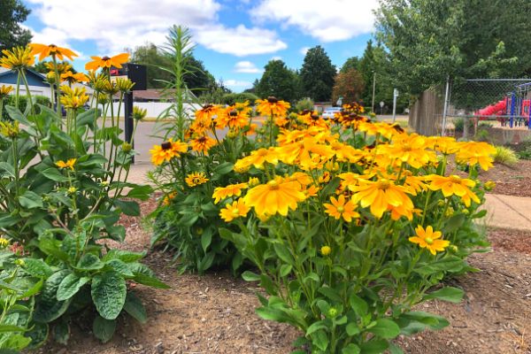 Pollinator Garden