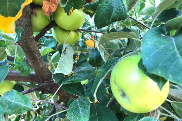 Campus Apple Tree